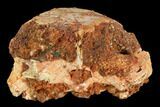 Fossil Turtle Skull - Kem Kem Beds, Morocco #125297-3